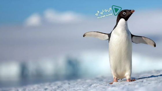 فيلم Penguins 2019 مترجم