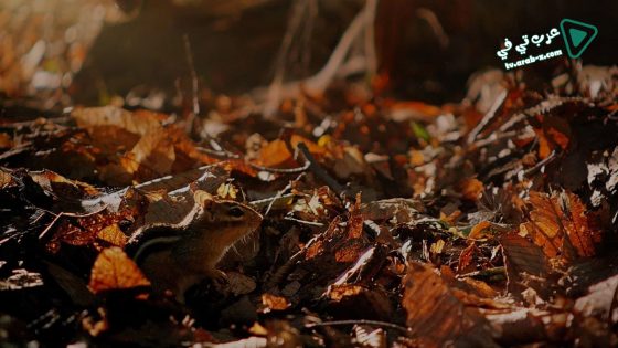 فيلم Tiny Giants 3D 2014 مترجم